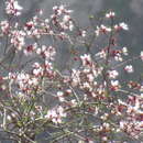 Imagem de Prunus bucharica (Korsh.) B. Fedtsch.