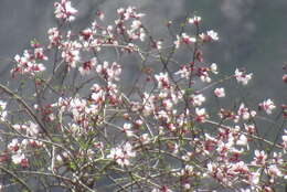 Image of Prunus bucharica (Korsh.) B. Fedtsch.