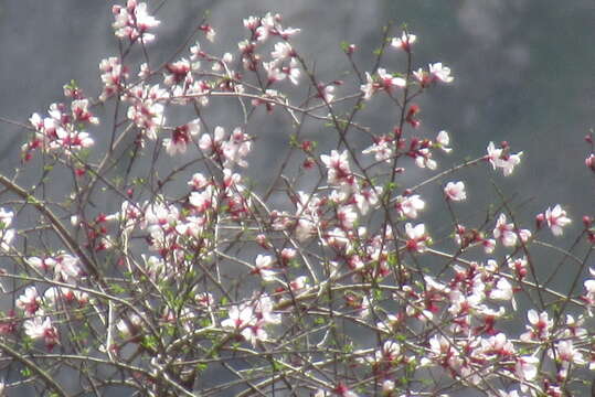 صورة Prunus bucharica (Korsh.) B. Fedtsch.