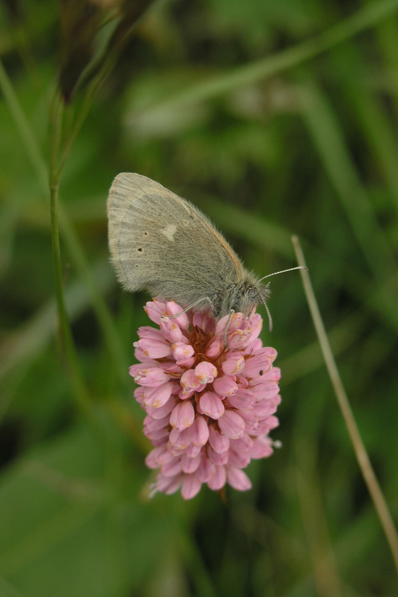 Coenonympha tullia chatiparae Sheljuzhko 1937的圖片