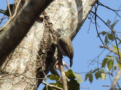 Image of Ocellated Piculet