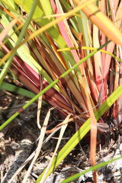 Image of Dianella haematica Heenan & de Lange