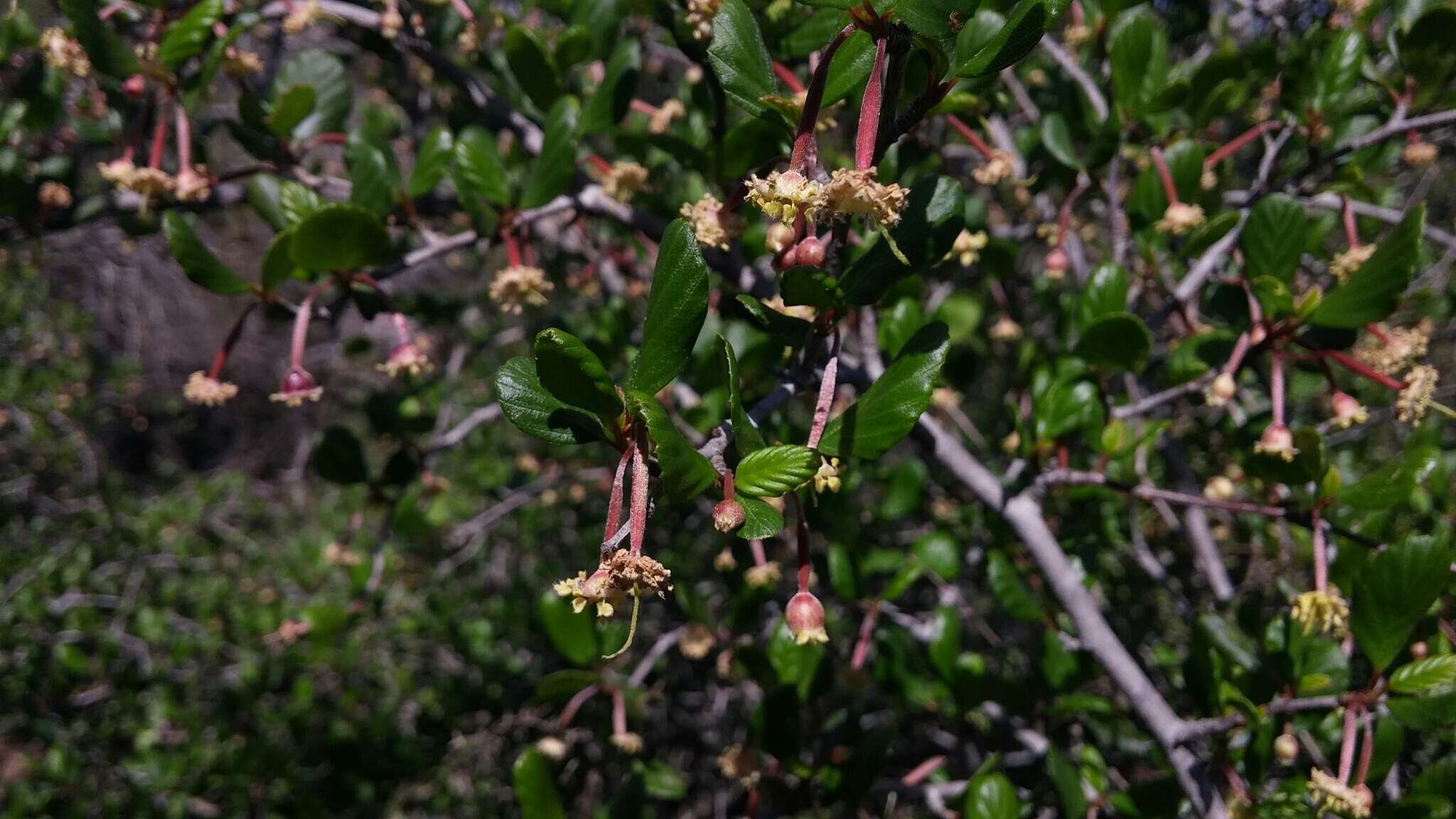 Image of smooth mountain mahogany