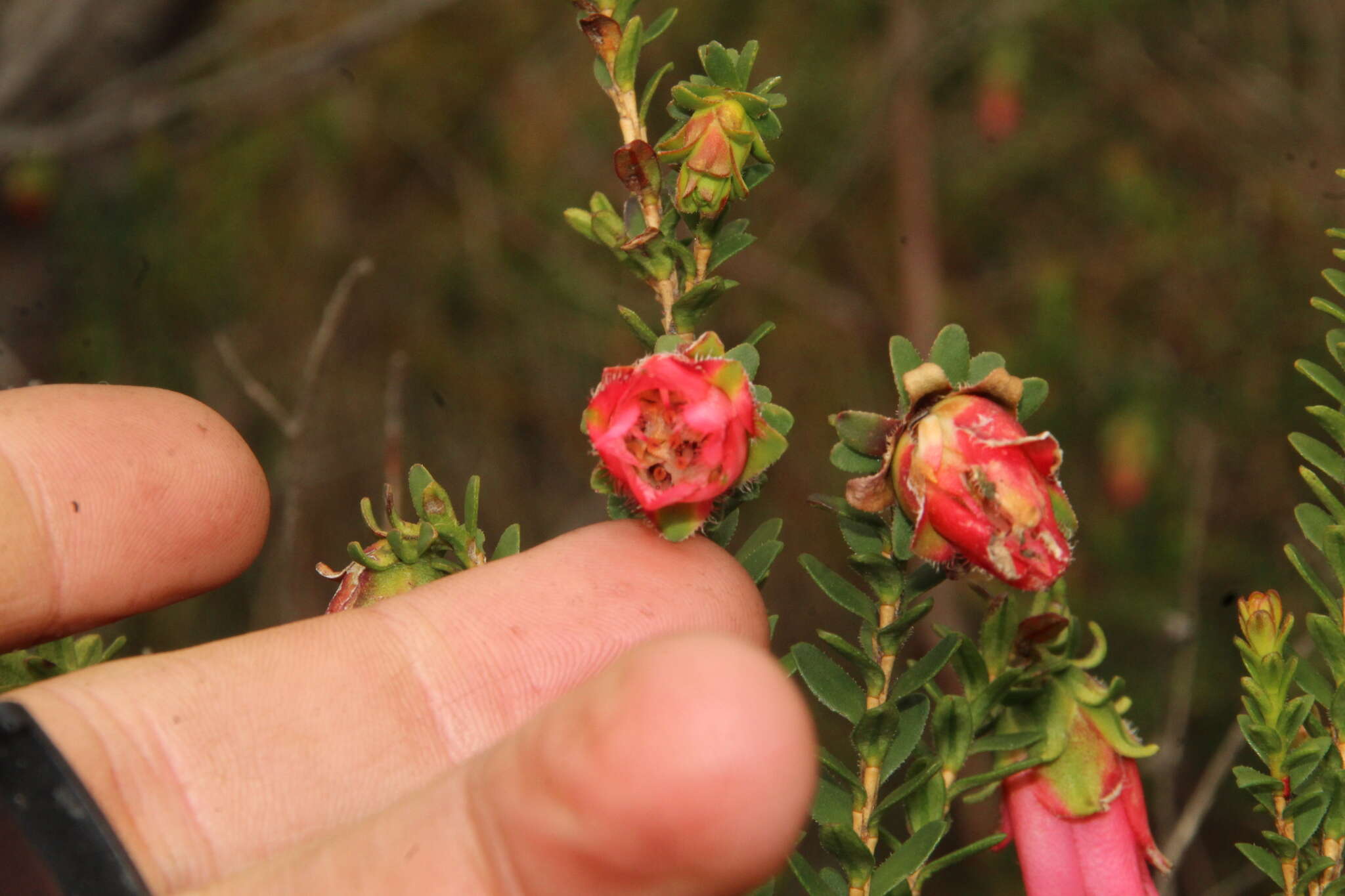 Image de Darwinia squarrosa (Turcz.) Domin