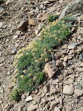 Image of rockjasmine buckwheat