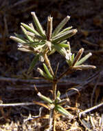 Слика од Velezia fasciculata Boiss.