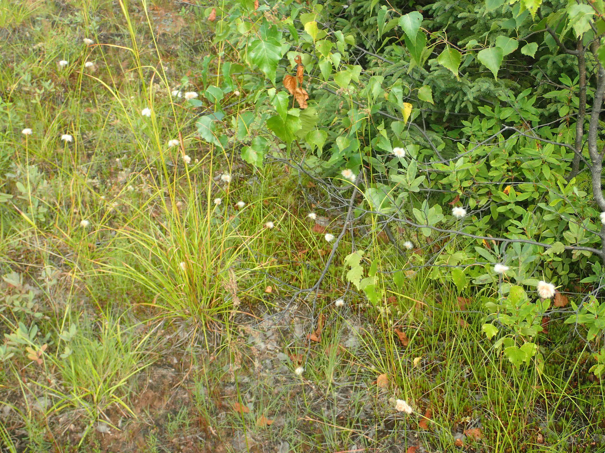 Image of Tawny Cotton-Grass