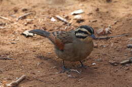 Image of Emberiza capensis reidi (Shelley 1902)