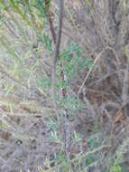 Ursinia pilifera (Berg.) Gaertn. resmi