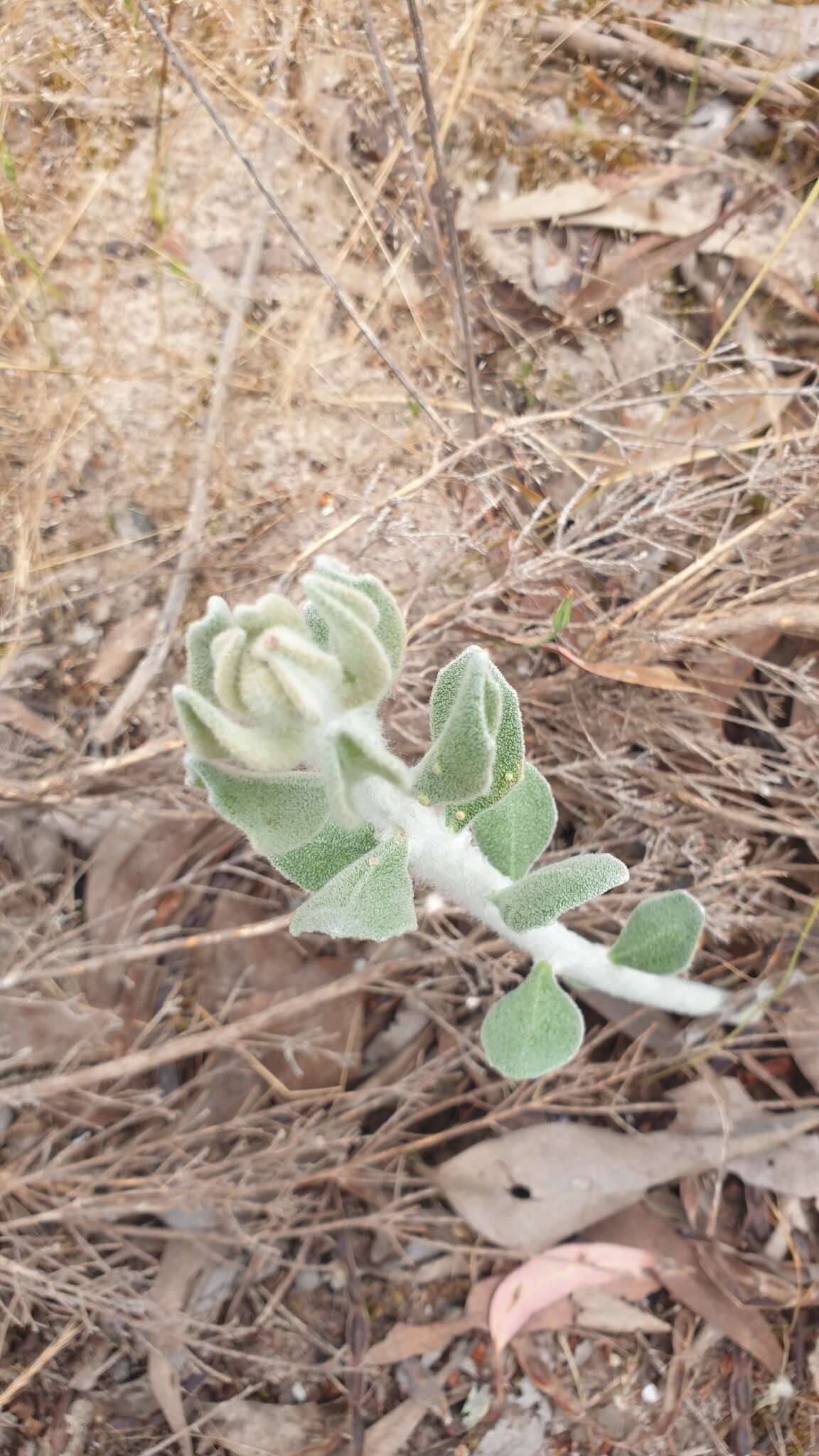 Image of Dampiera lanceolata var. intermedia M. T. M. Rajput & R. C. Carolin