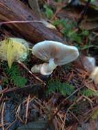 Image of Stropharia albivelata (Murrill) Norvell & Redhead 2000