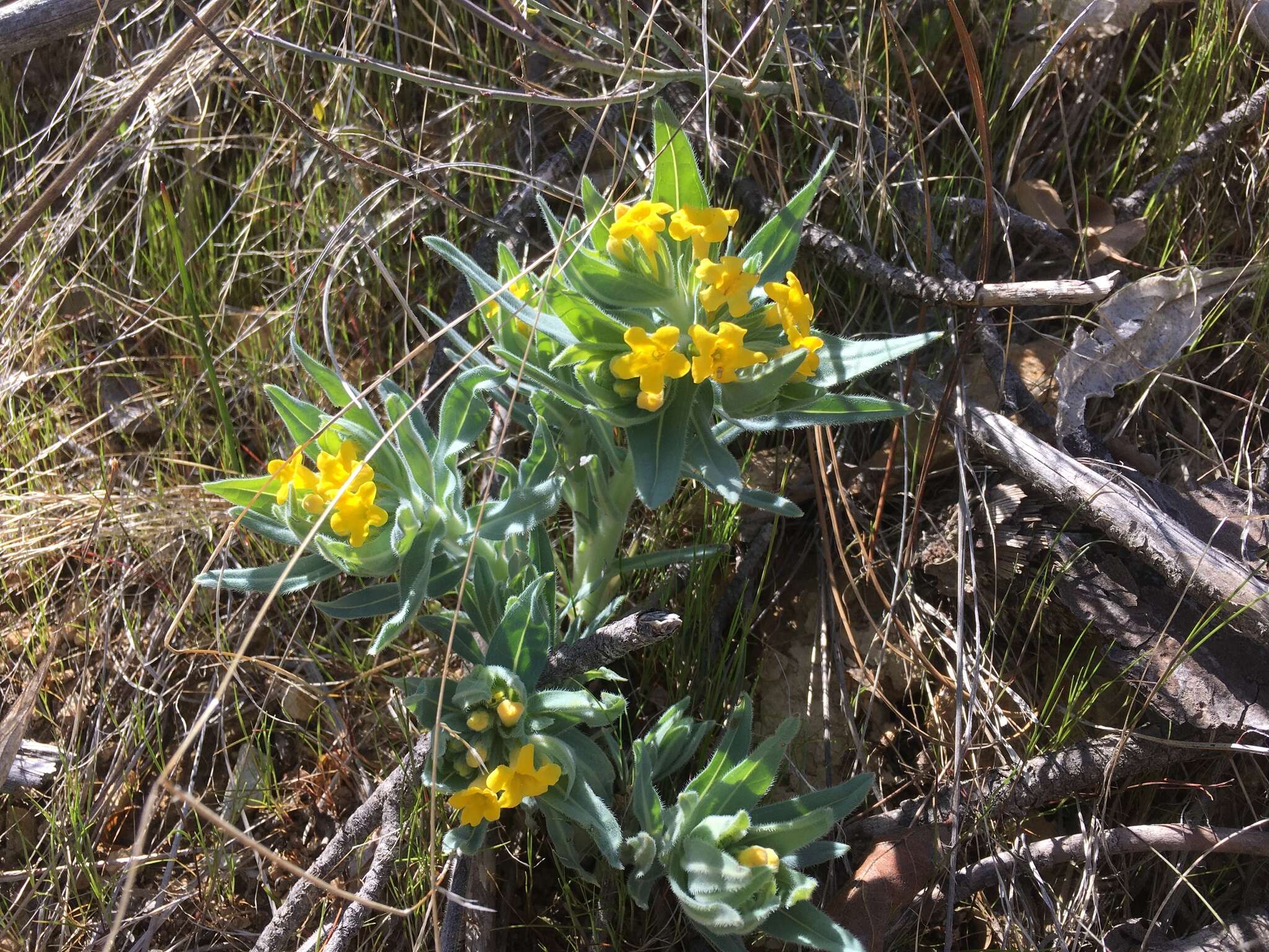 Image of California stoneseed