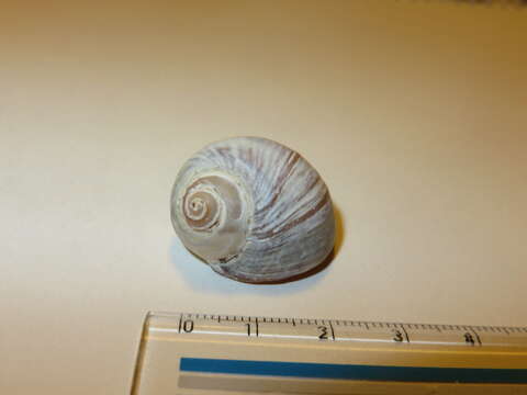 Image of Kurile moon snail