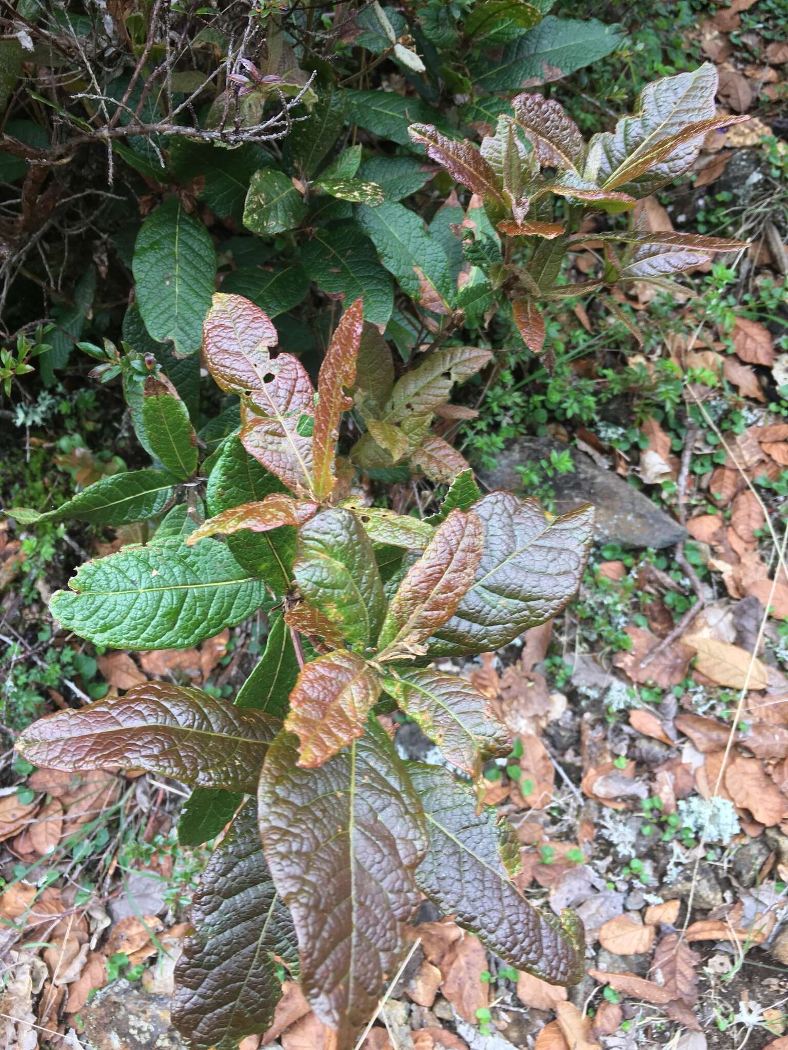 Image of Quercus costaricensis Liebm.