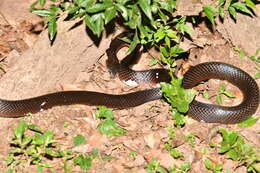 Image of Boiruna maculata (Boulenger 1896)