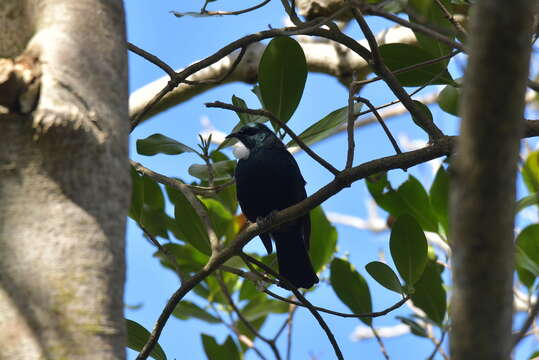 Imagem de Prosthemadera novaeseelandiae chathamensis Hartert 1928