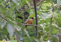 Image of Thamnophilus doliatus albicans Lafresnaye 1844