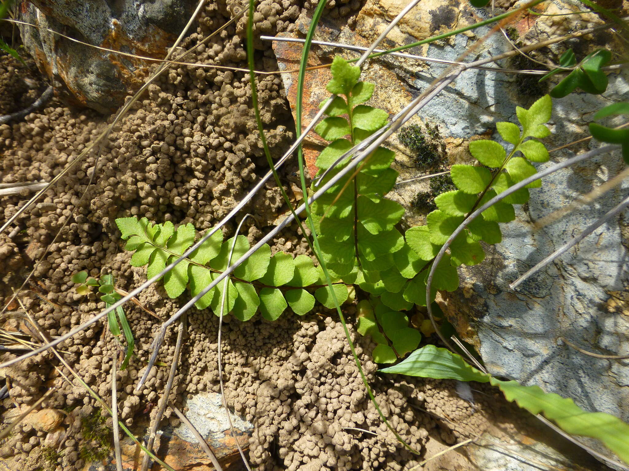 Слика од Cheilanthes hastata (L. fil.) Kunze