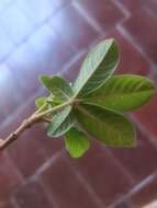 Image de Vitex pooara Corbishley