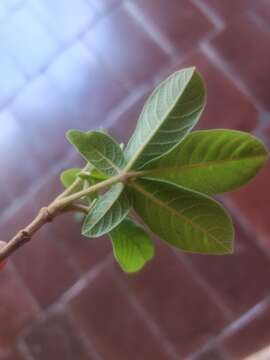 Image de Vitex pooara Corbishley