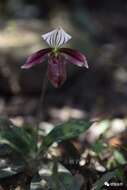 Image de Paphiopedilum purpuratum (Lindl.) Stein