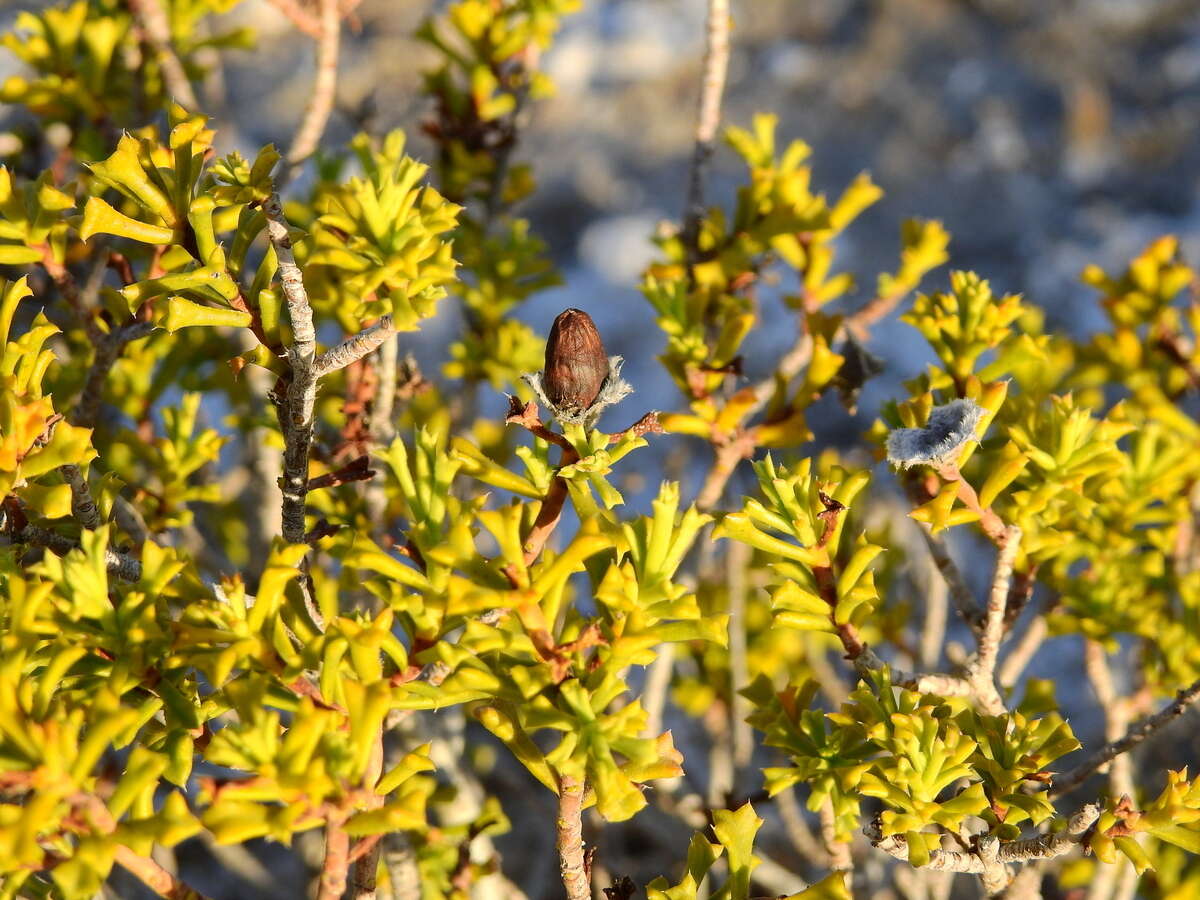 Image of Cortesia cuneifolia Cav.