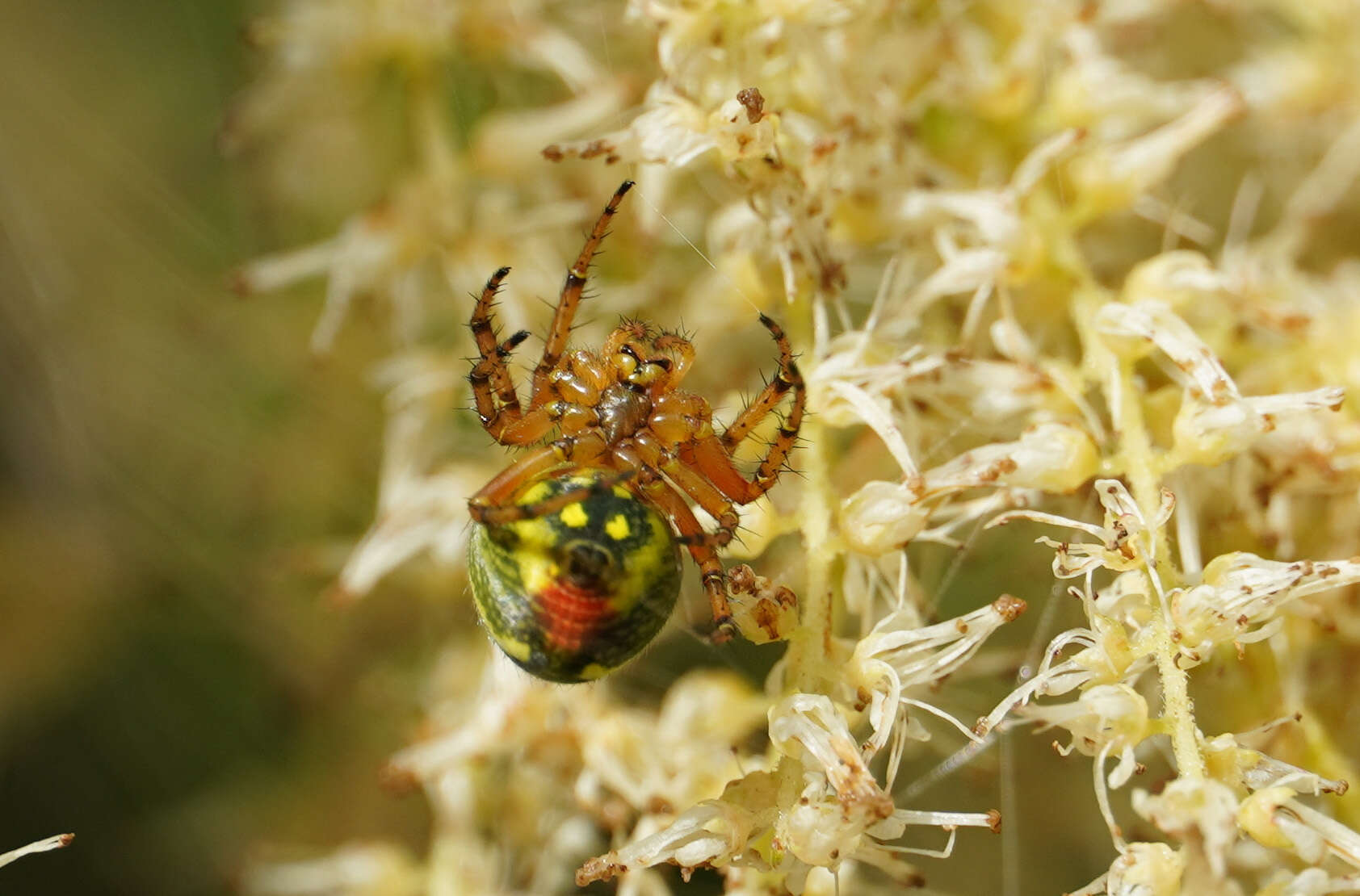 Image of Araniella alpica (L. Koch 1869)