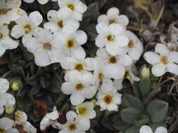 Image of Myosotis cheesemannii Petrie