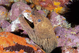 Image of Griffin&#39;s moray