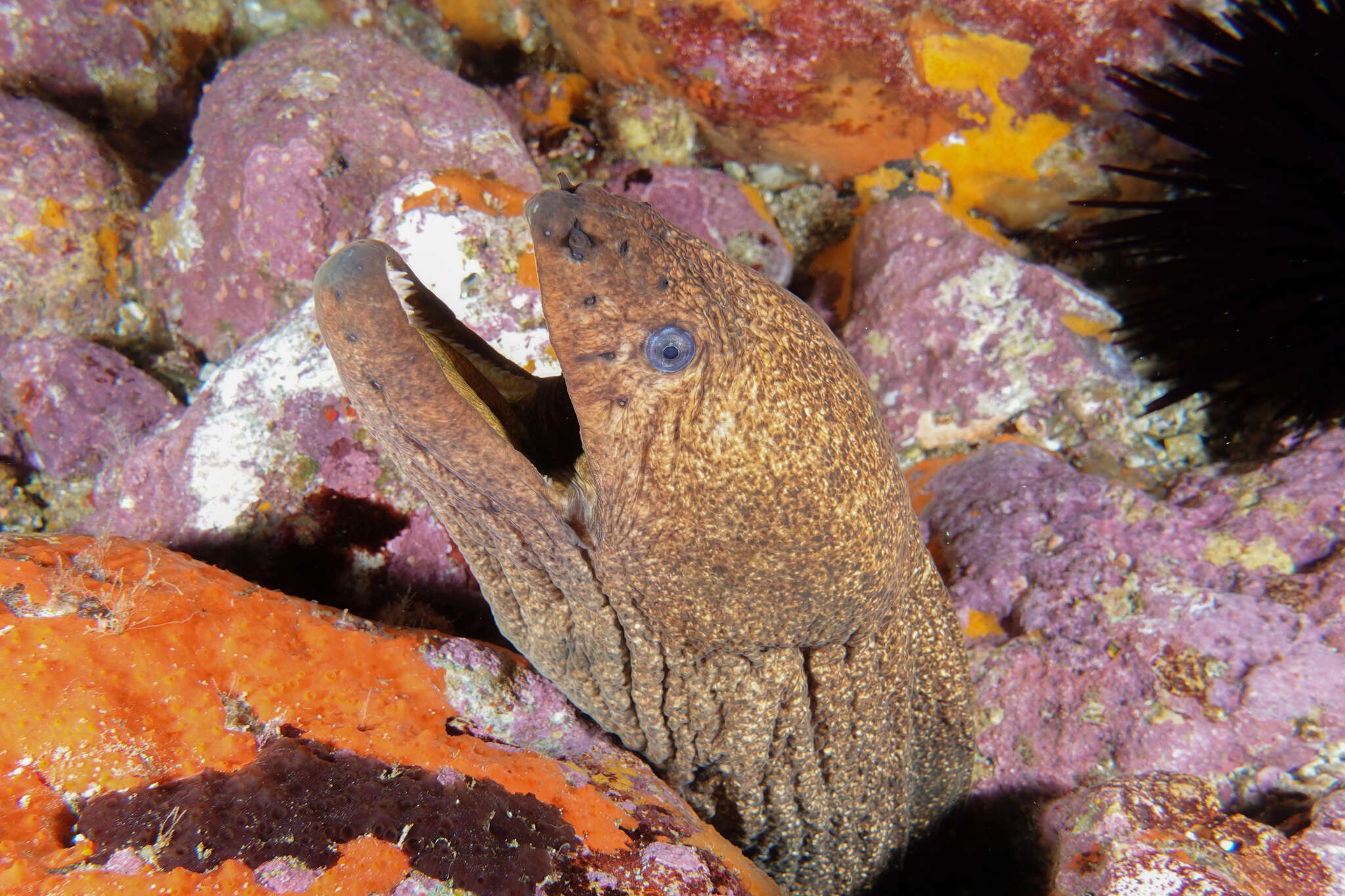 Image of Griffin&#39;s moray