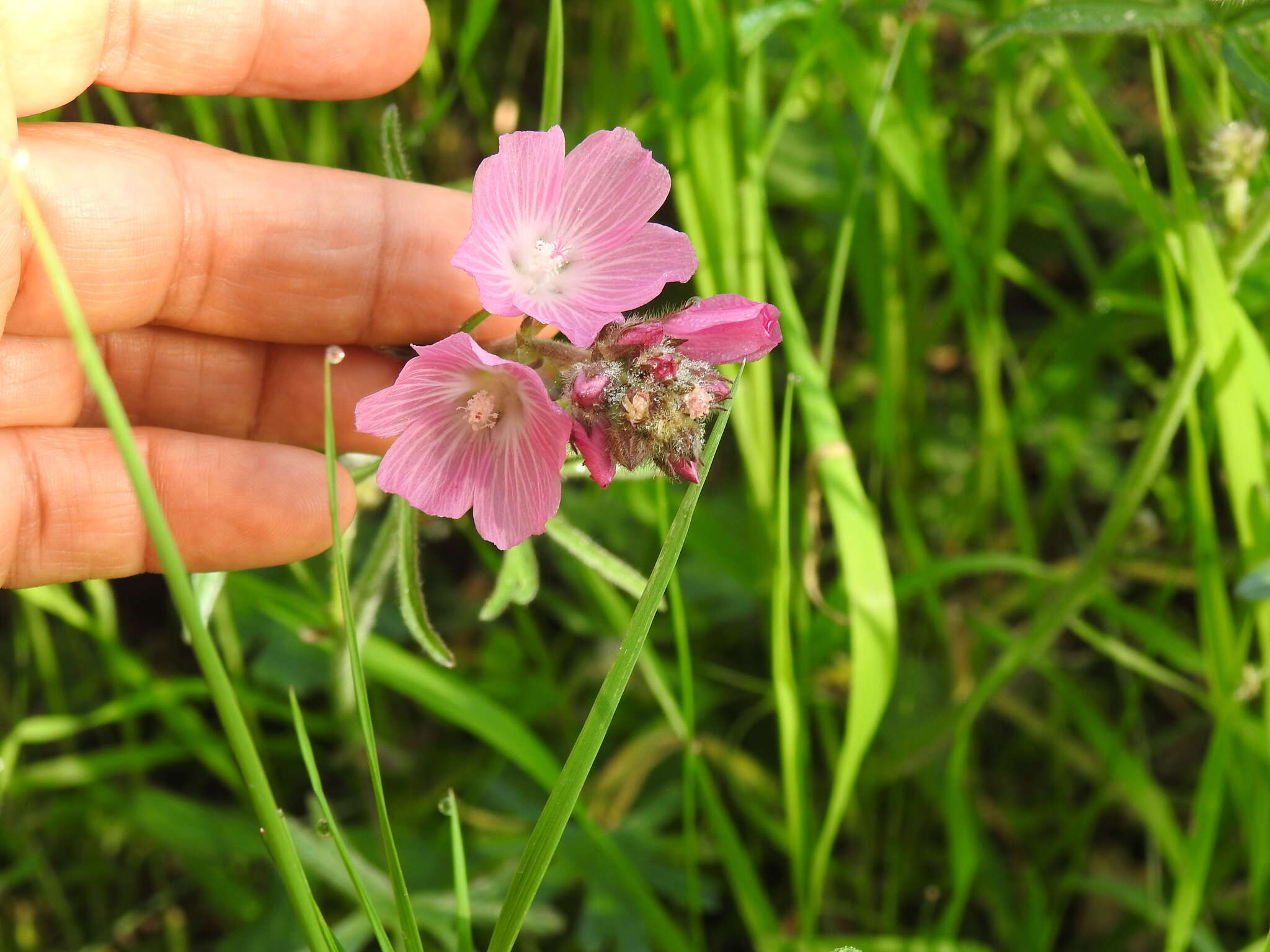 Imagem de Sidalcea neomexicana A. Gray