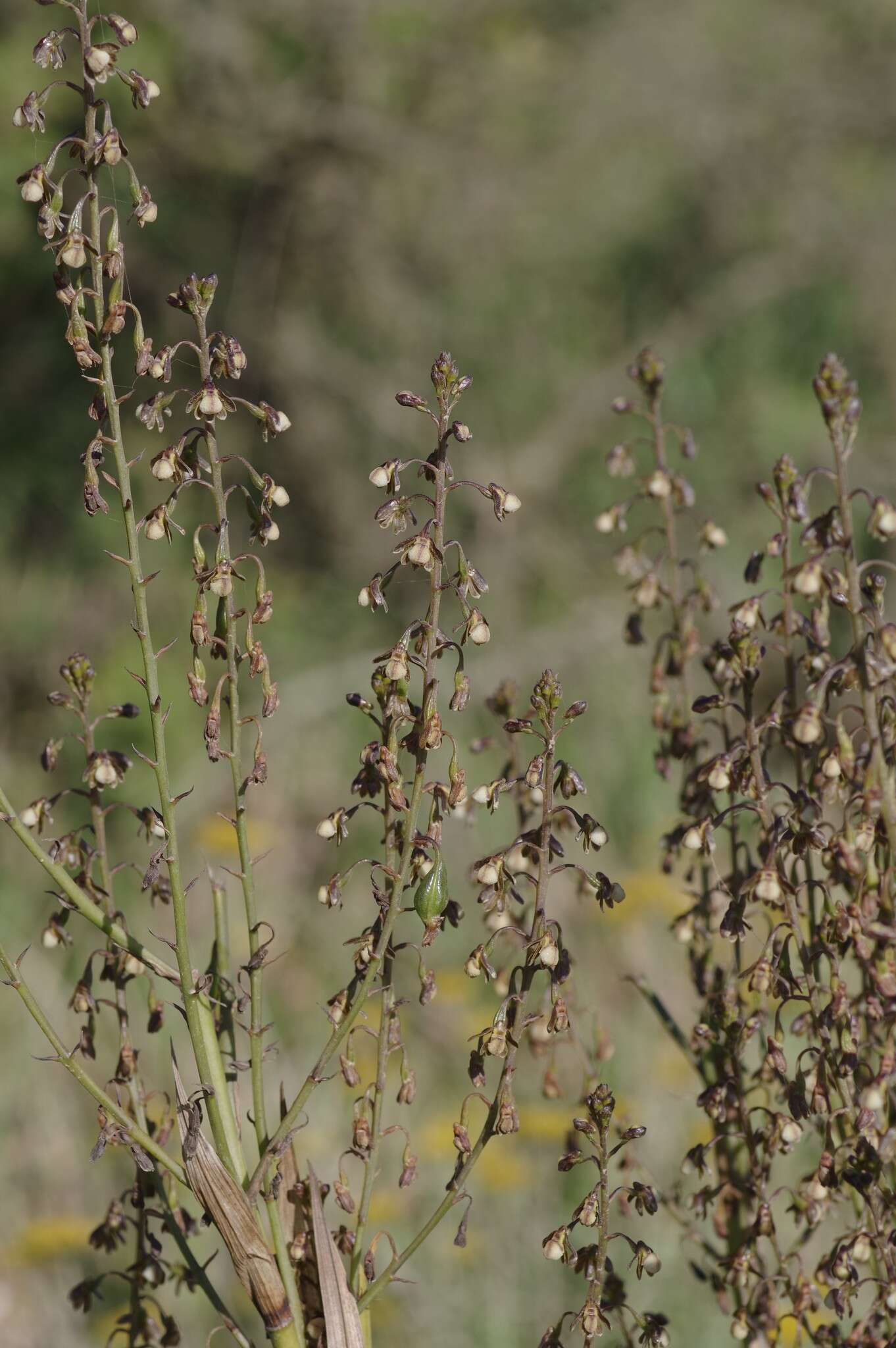 Image of Acrolophia cochlearis (Lindl.) Schltr. & Bolus