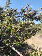 Image of Mason's ceanothus