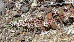 Euphorbia pediculifera var. pediculifera的圖片