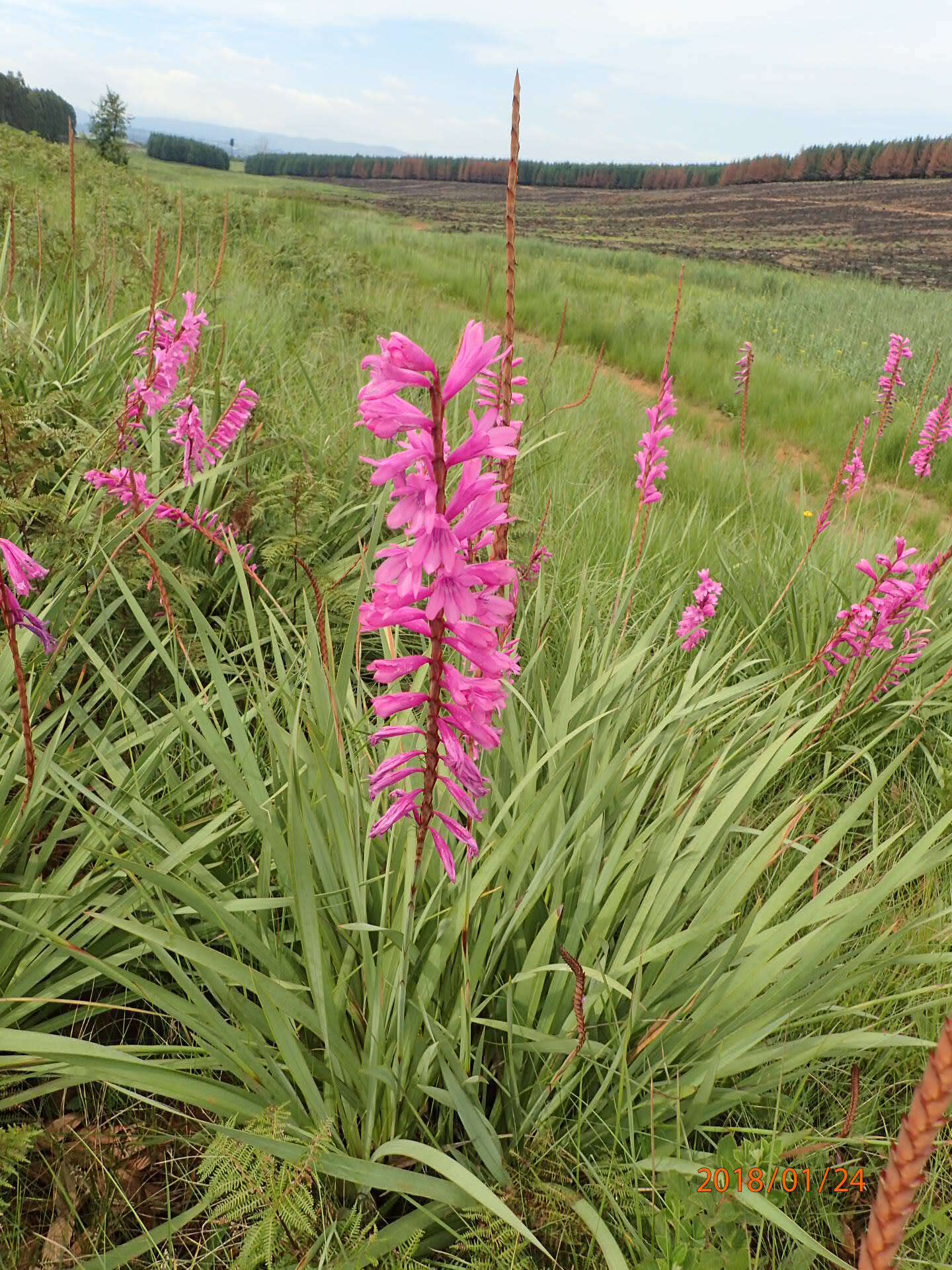 Imagem de Watsonia densiflora Baker