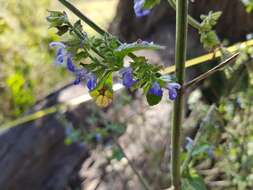 Image of Salvia longispicata M. Martens & Galeotti