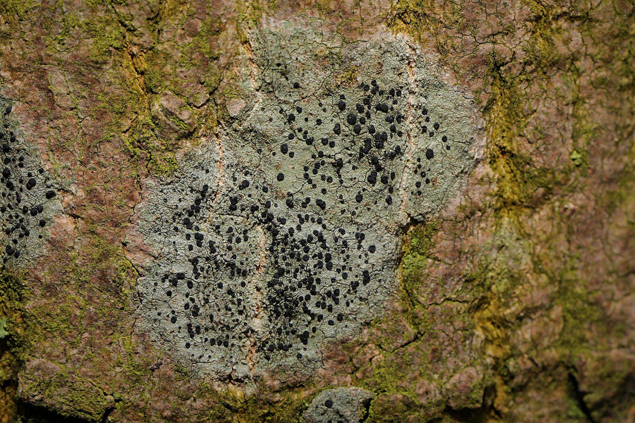 Image of lecidella lichen