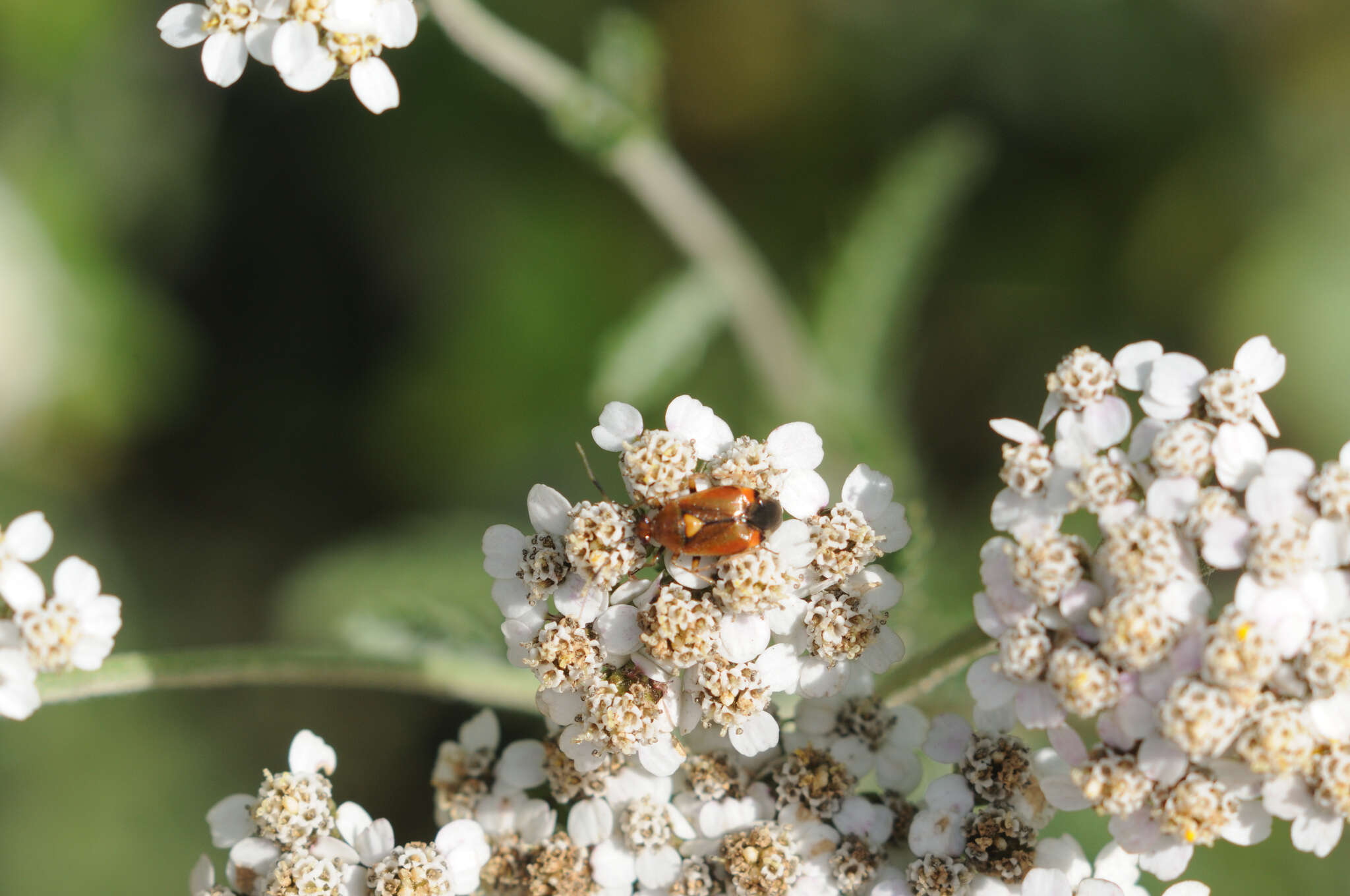 Image of red capsid bug