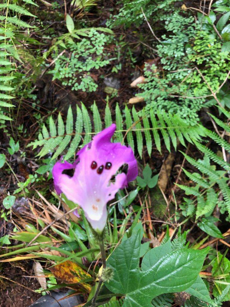 Plancia ëd Ipomoea silvicola House