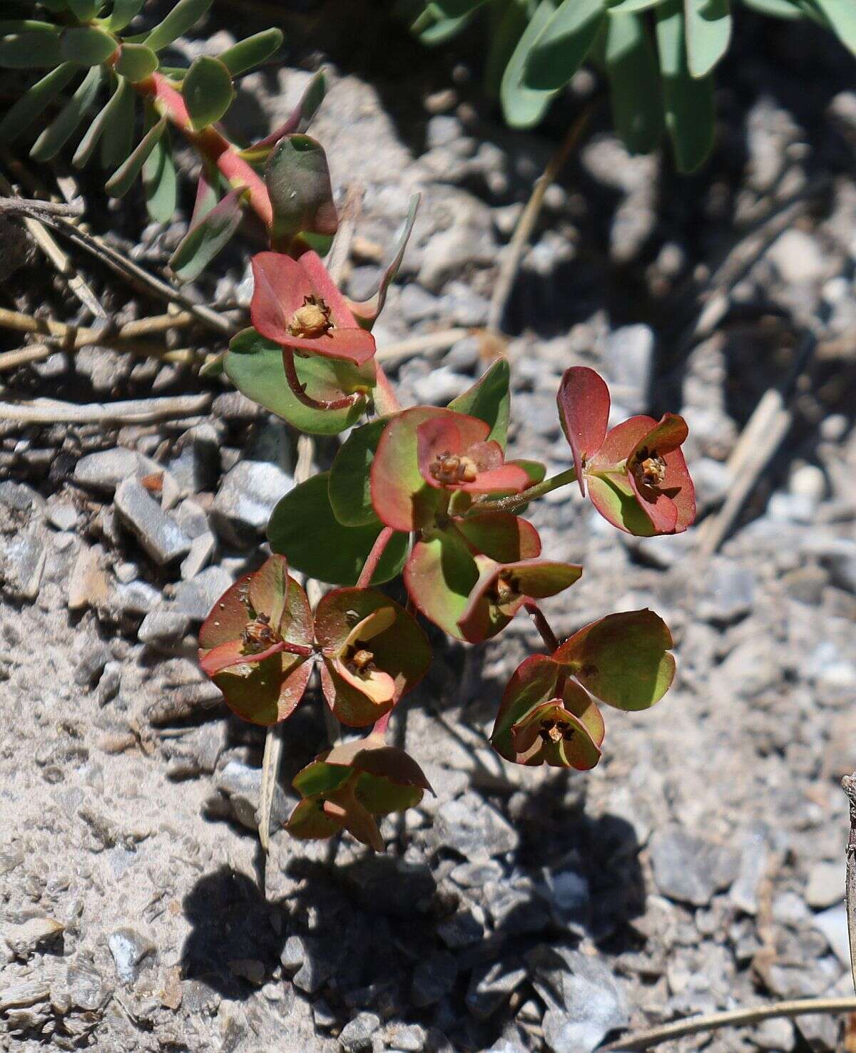 Sivun Euphorbia saxatilis Jacq. kuva