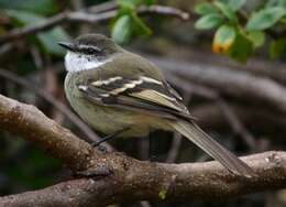 Plancia ëd Mecocerculus leucophrys (d'Orbigny & Lafresnaye 1837)