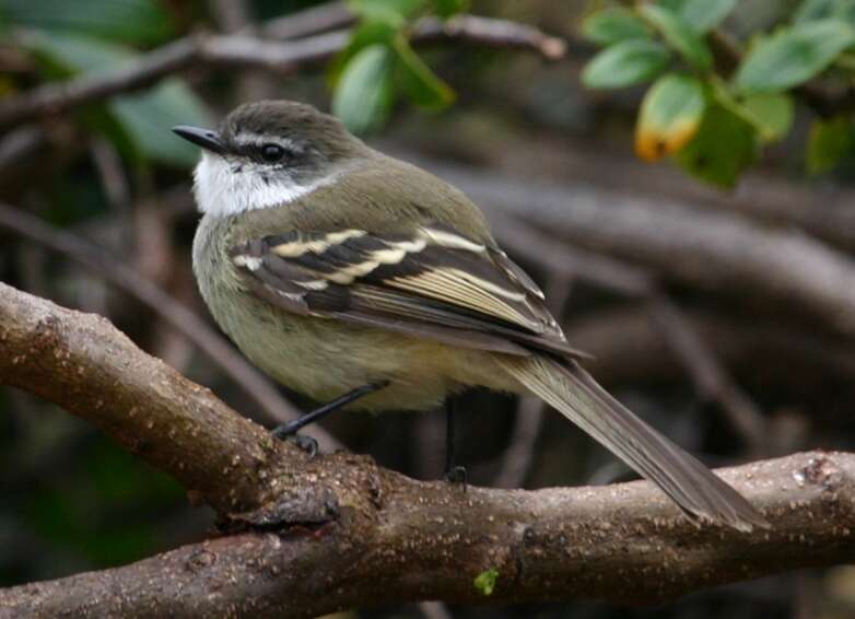 Image of White-throated Tyrannulet