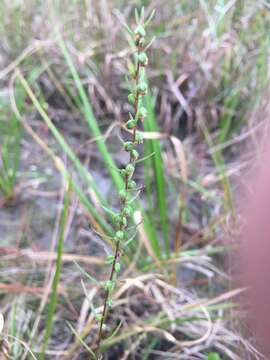 Image of Small-Head Marsh-Elder