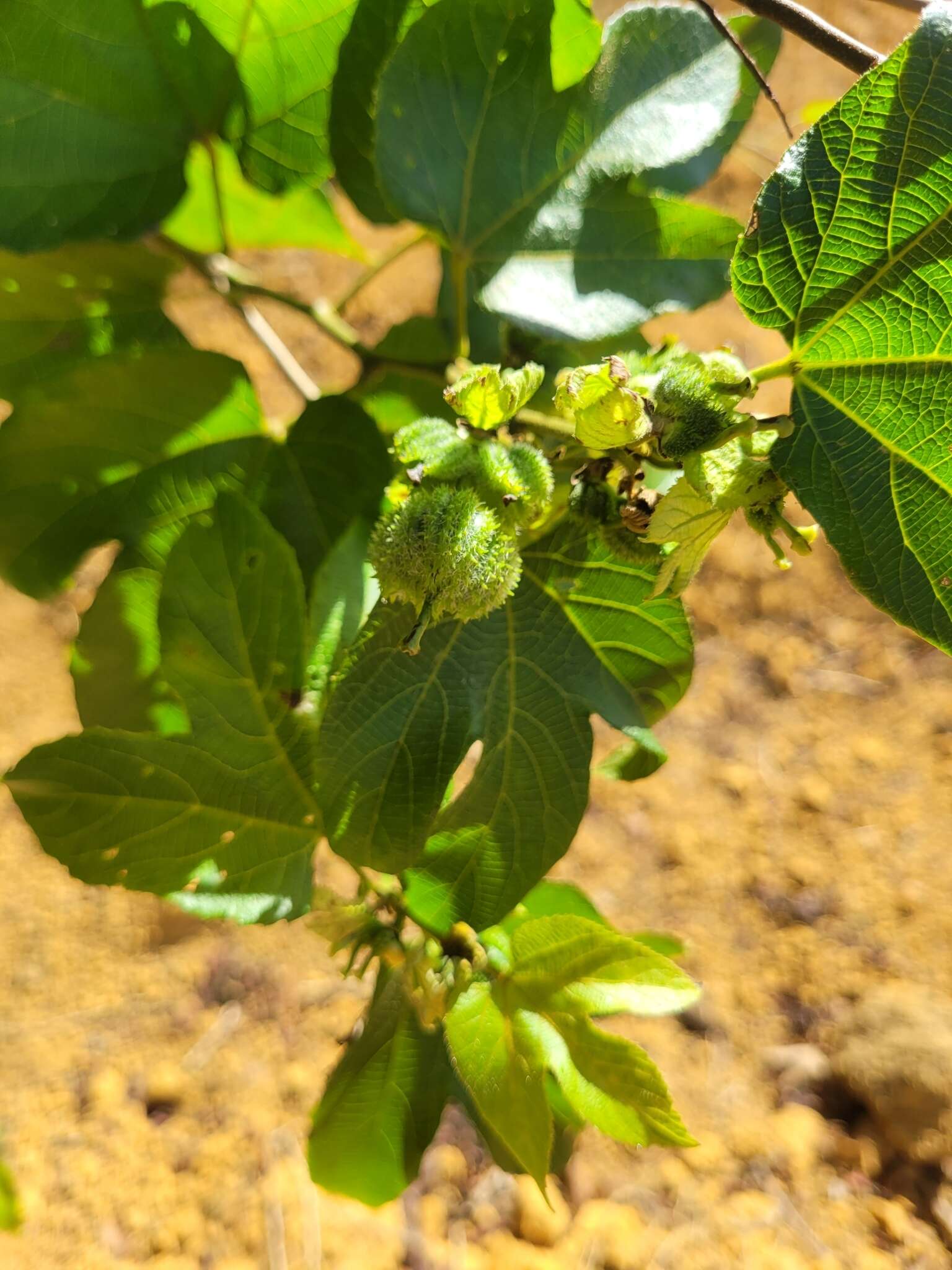 صورة Dalechampia ficifolia Lam.