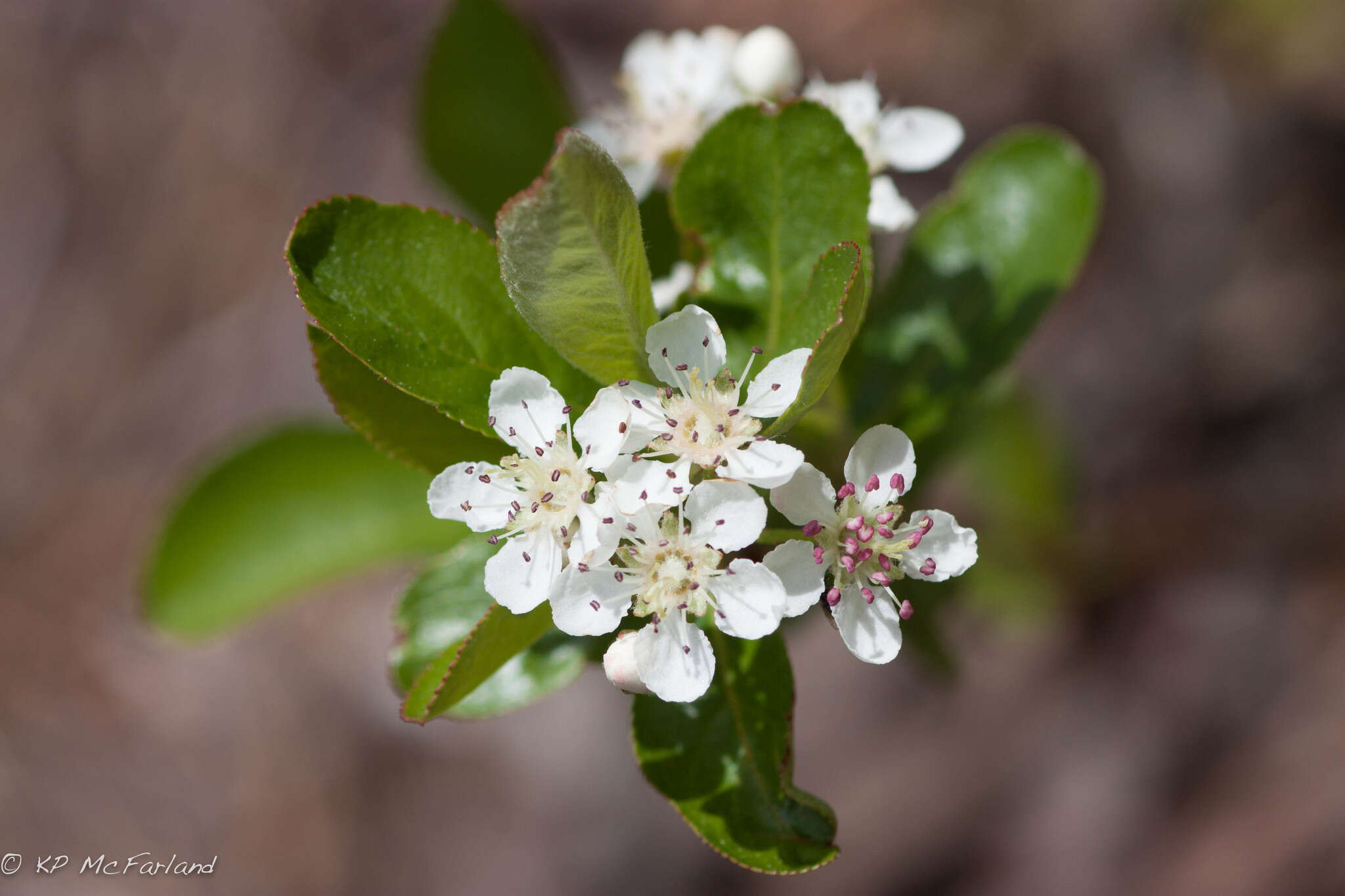 Image of Chokeberries