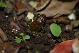 Plancia ëd Craugastor decoratus (Taylor 1942)