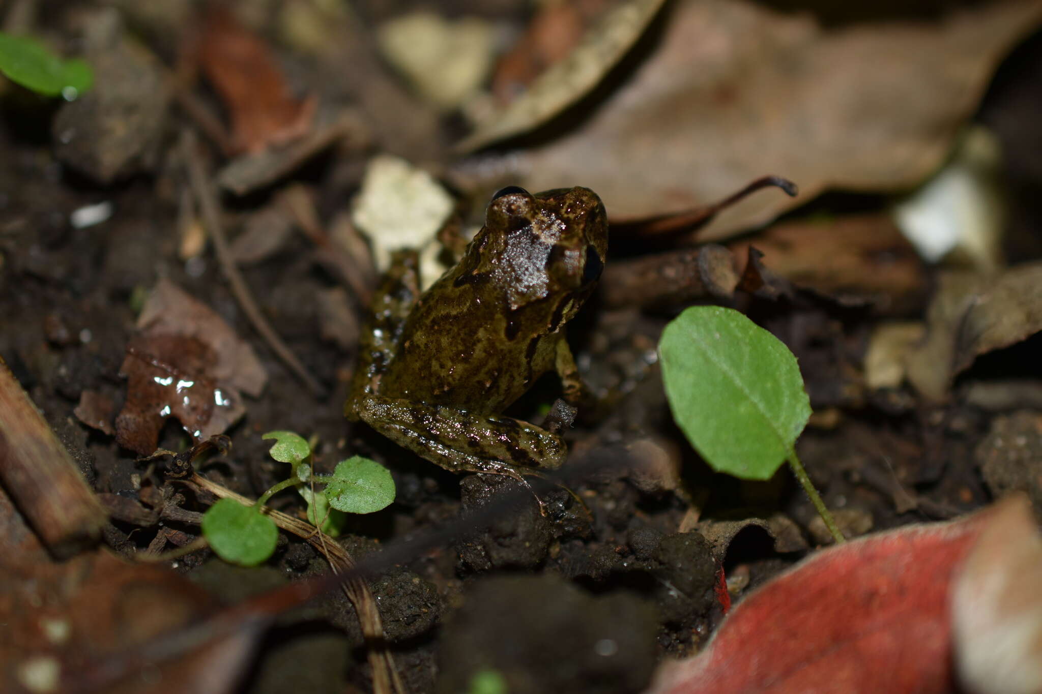 Sivun Craugastor decoratus (Taylor 1942) kuva