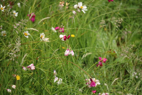 Image of belllflower African cornlily