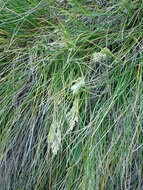 Image of Poa chathamica Petrie