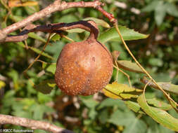 Image of Neobeguea mahafaliensis J. F. Leroy